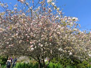 Huntington Library And Botanical Gardens 4